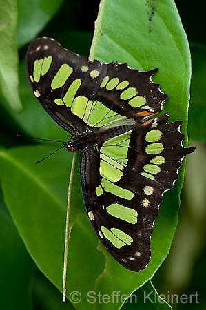 011 Malachitfalter - Siproeta stelenes